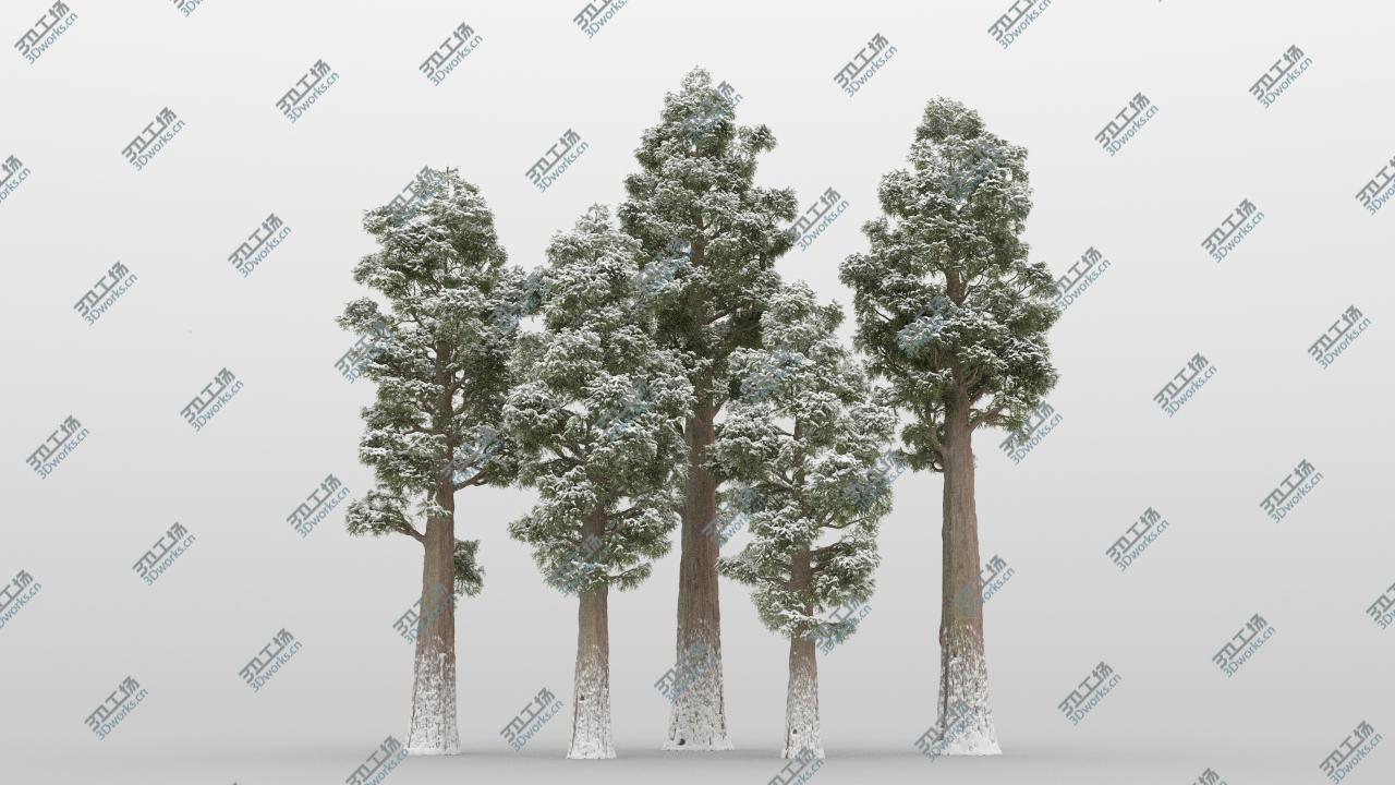 images/goods_img/2021040231/5-5 Sequoia Trees 3D model/3.jpg